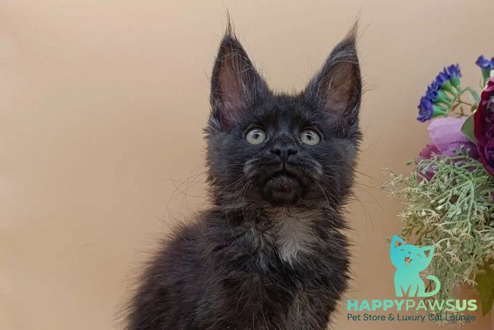 Isabelle Maine Coon female black silver - live animals