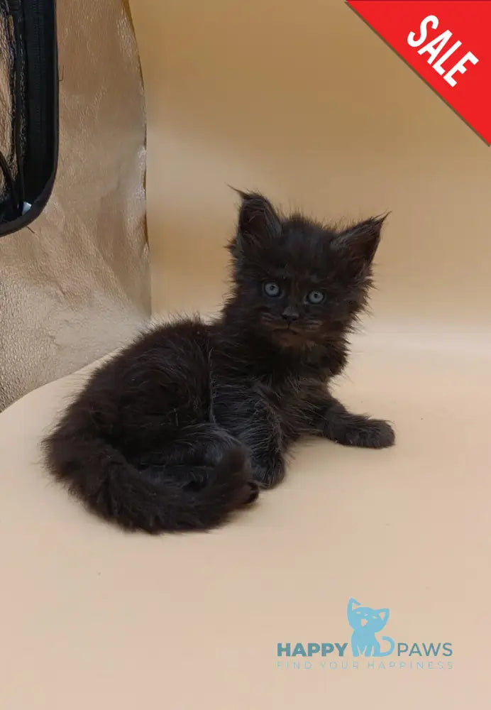 Isabelle Maine Coon female black silver live animals