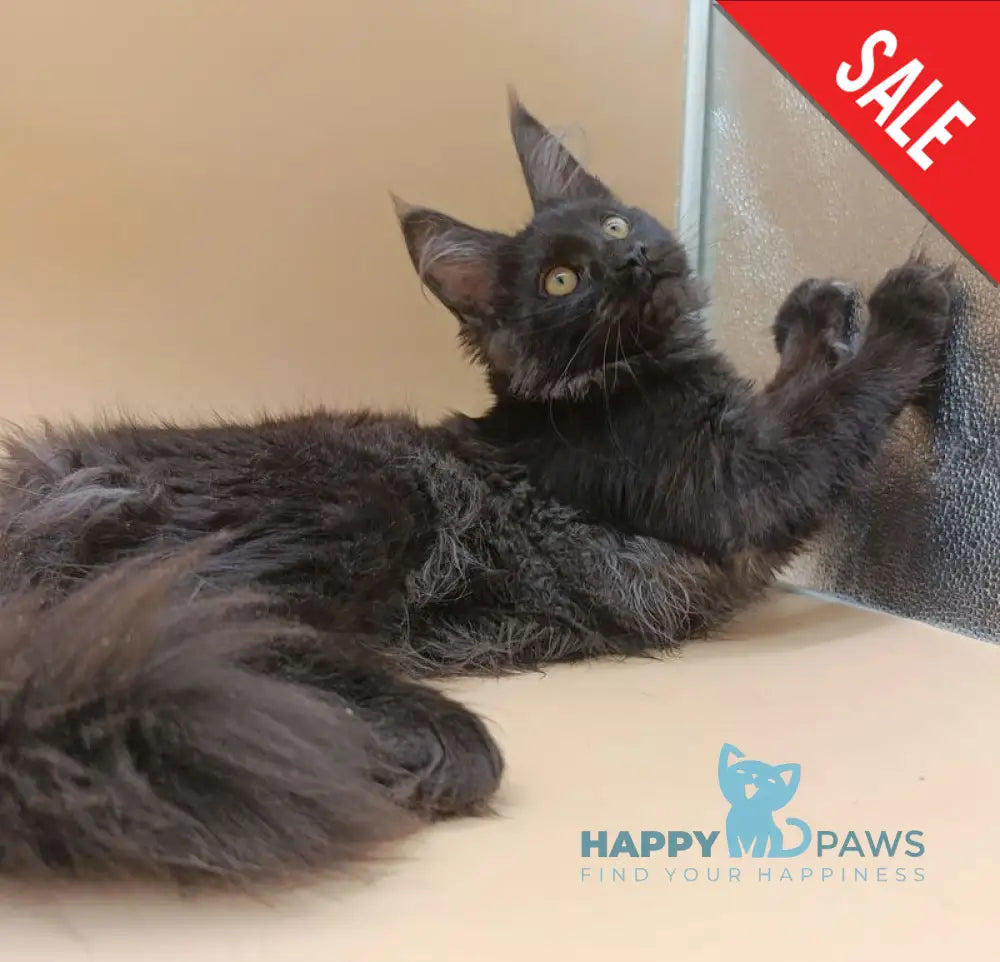 Isabelle Maine Coon female black silver - live animals