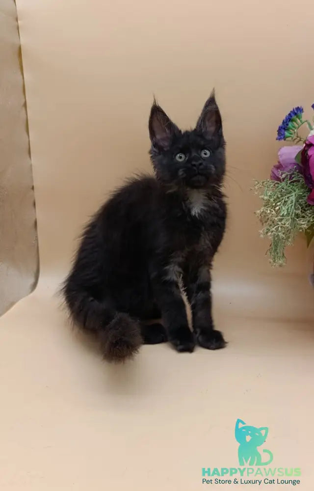 Isabelle Maine Coon female black silver - live animals