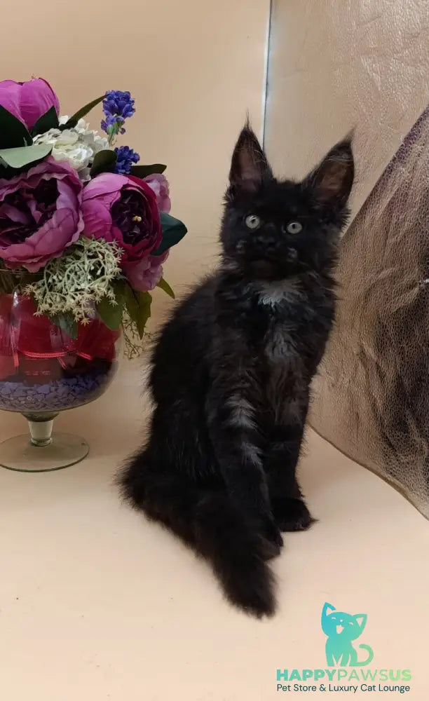 Isabelle Maine Coon female black silver - live animals