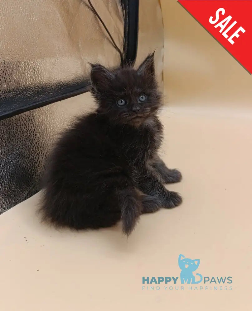 Isabelle Maine Coon female black silver live animals