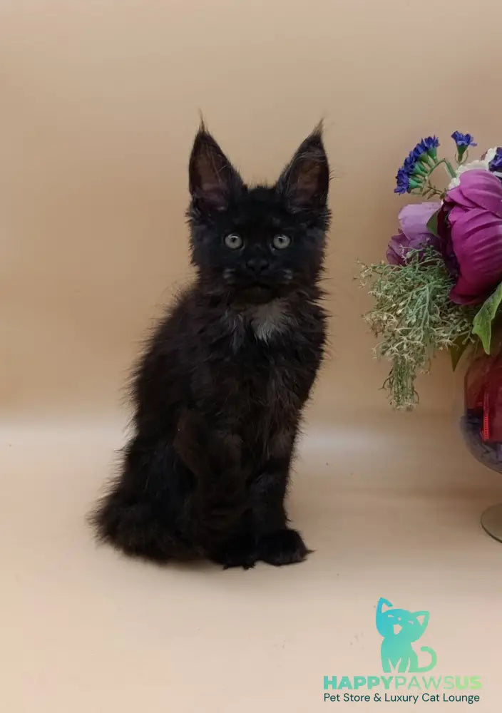 Isabelle Maine Coon female black silver - live animals