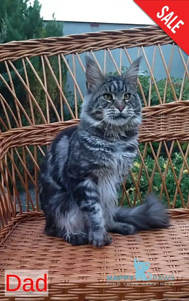 Isabelle Maine Coon female black silver live animals
