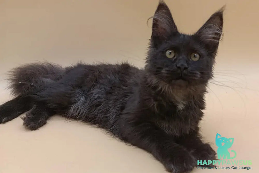 Isabelle Maine Coon female black silver - live animals