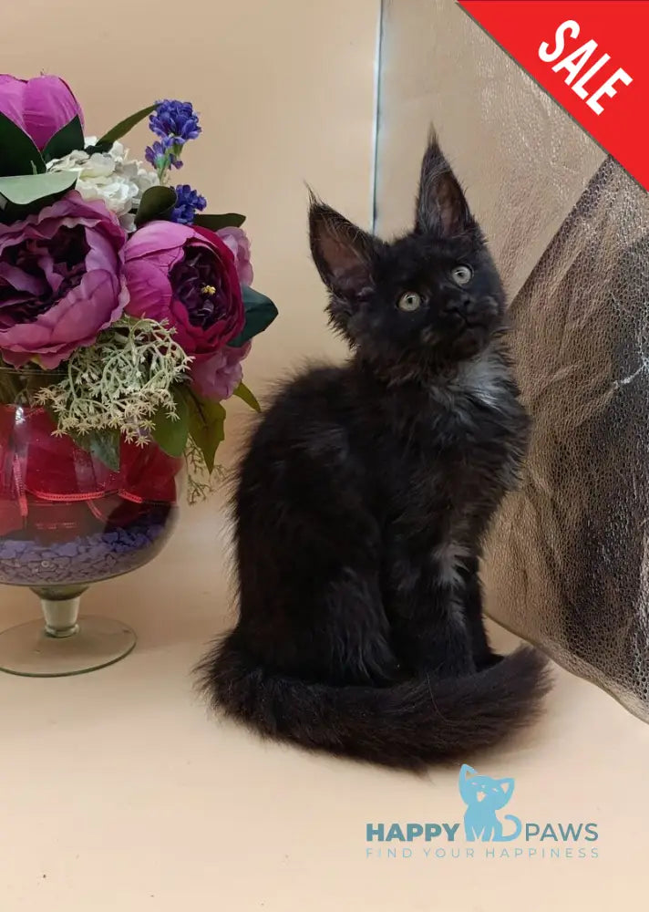 Isabelle Maine Coon female black silver - live animals