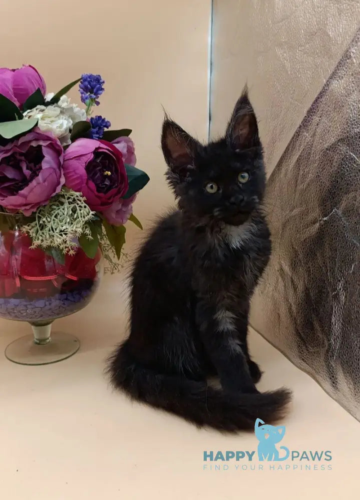 Isabelle Maine Coon female black silver - live animals