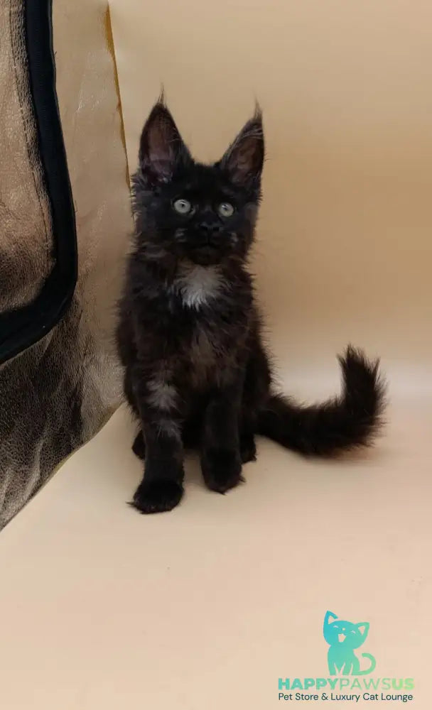 Isabelle Maine Coon female black silver - live animals