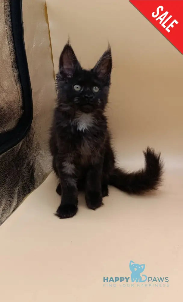 Isabelle Maine Coon female black silver - live animals