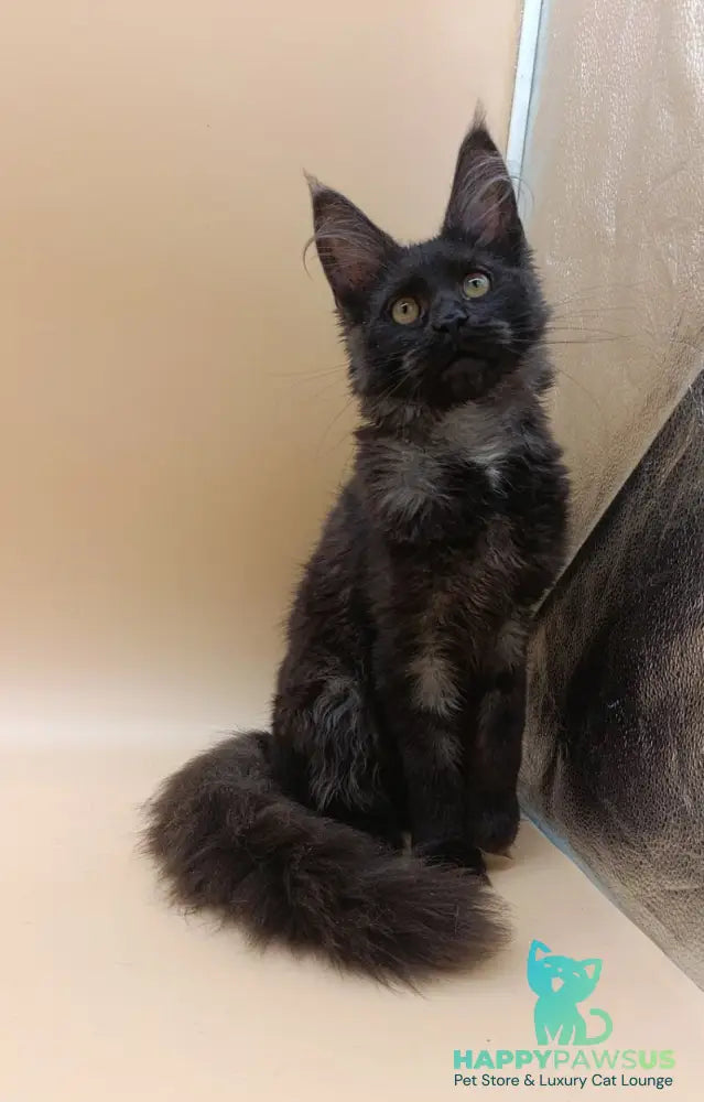 Isabelle Maine Coon female black silver - live animals