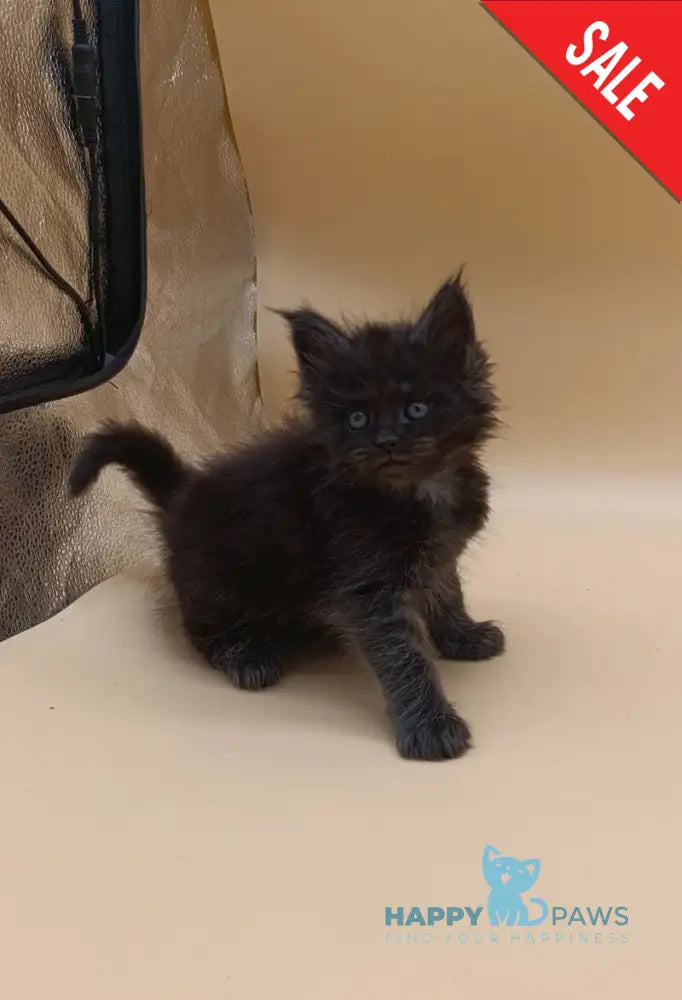Isabelle Maine Coon female black silver live animals