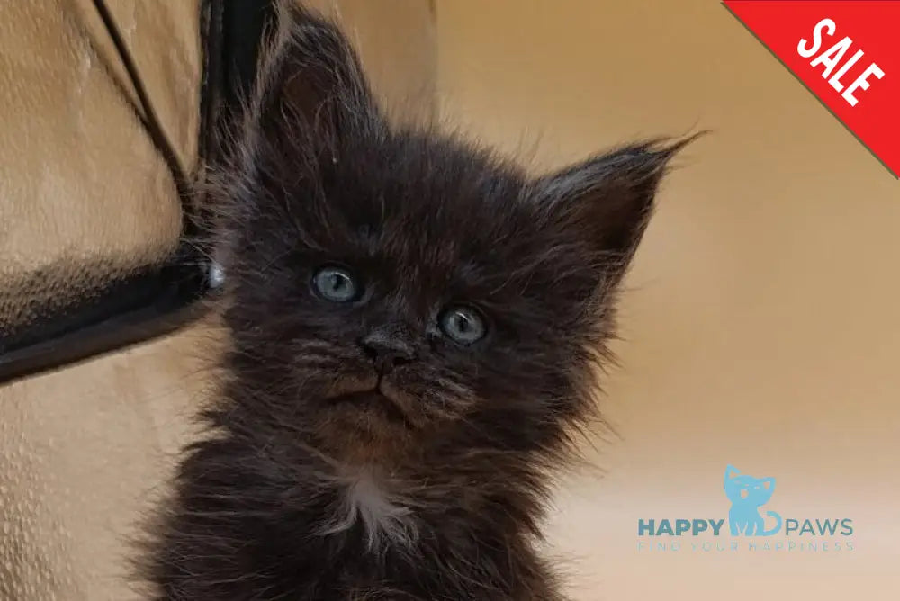 Isabelle Maine Coon female black silver live animals