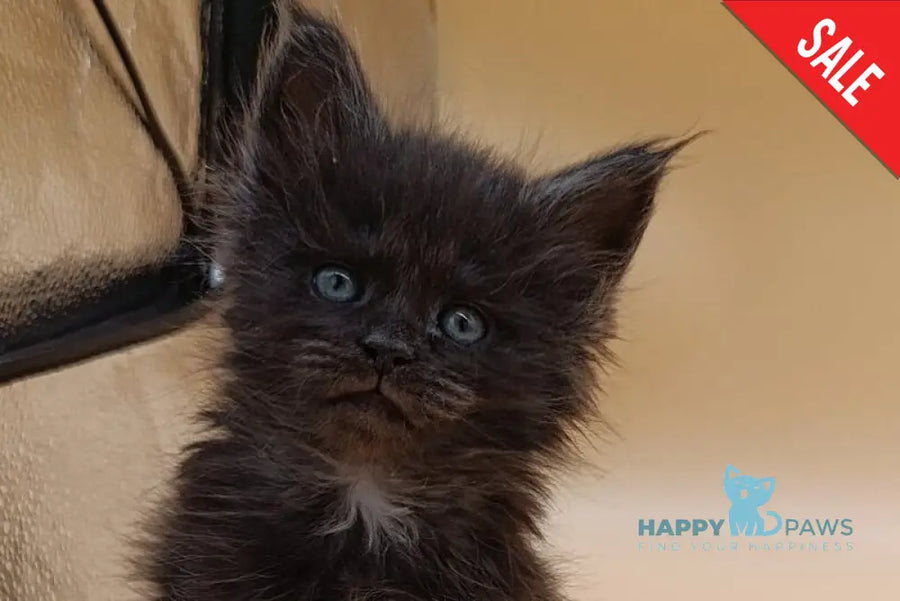 Isabelle Maine Coon female black silver live animals