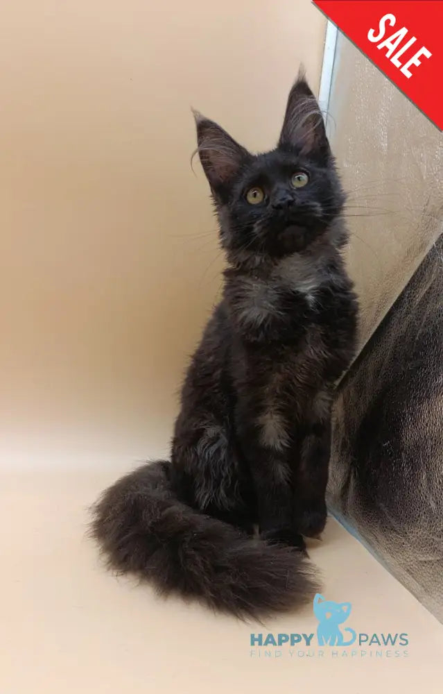 Isabelle Maine Coon female black silver - live animals