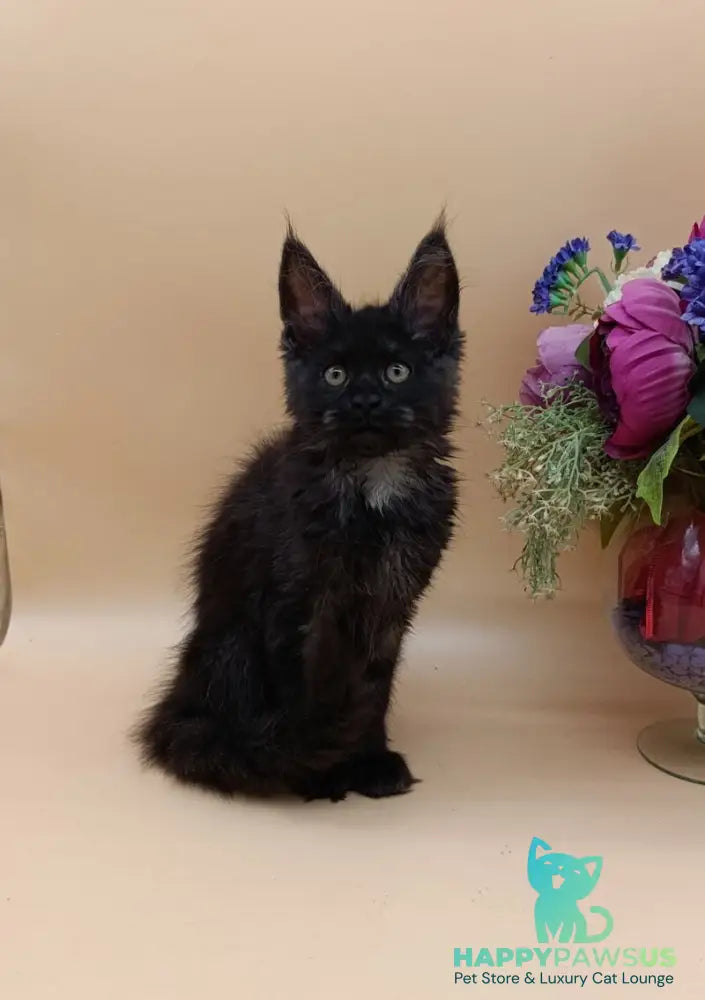 Isabelle Maine Coon female black silver - live animals