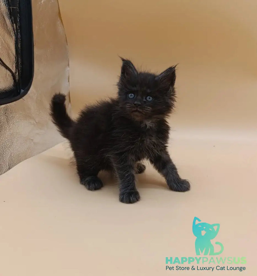 Isabelle Maine Coon female black silver live animals