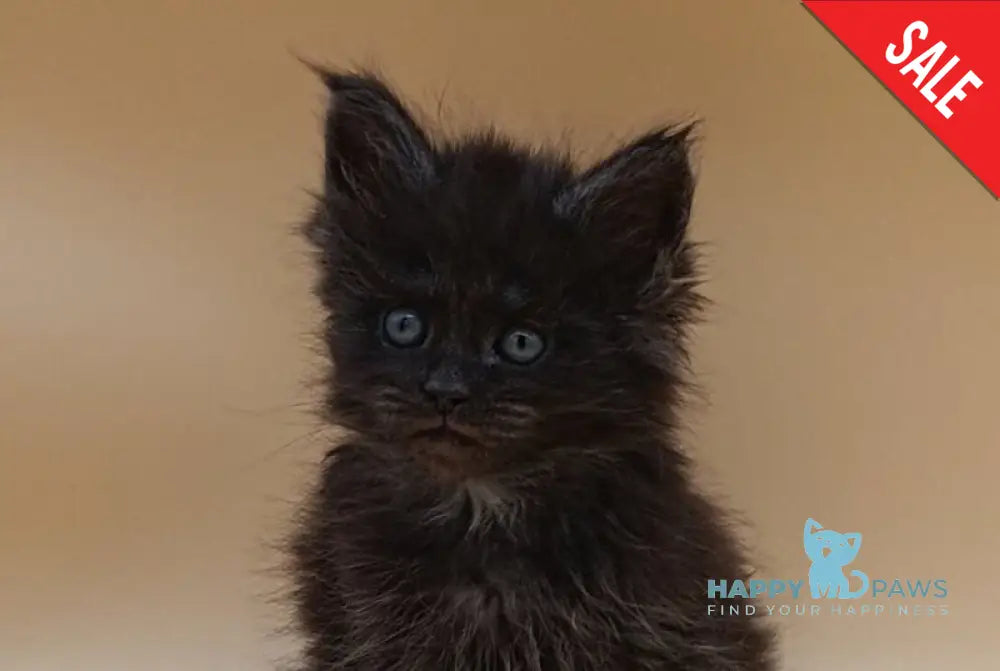 Isabelle Maine Coon female black silver live animals