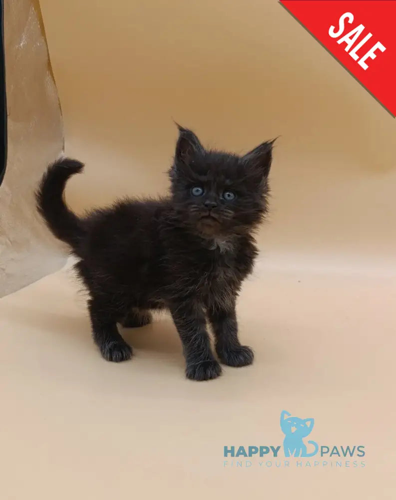 Isabelle Maine Coon female black silver live animals