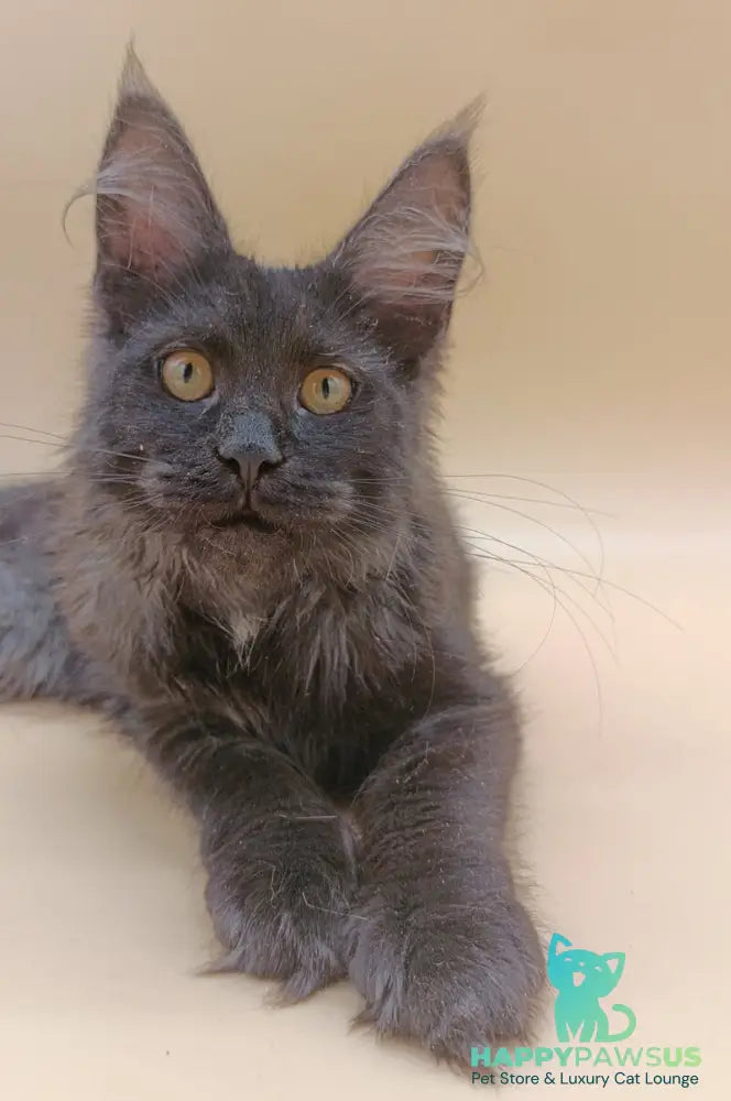 Isabelle Maine Coon female black silver - live animals