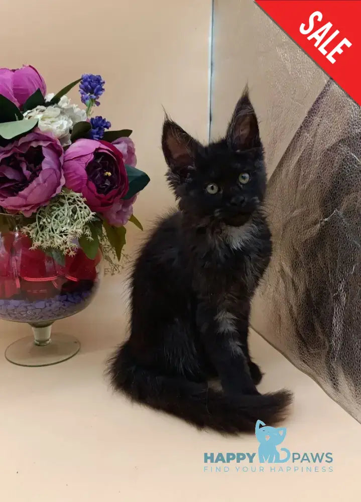 Isabelle Maine Coon female black silver - live animals