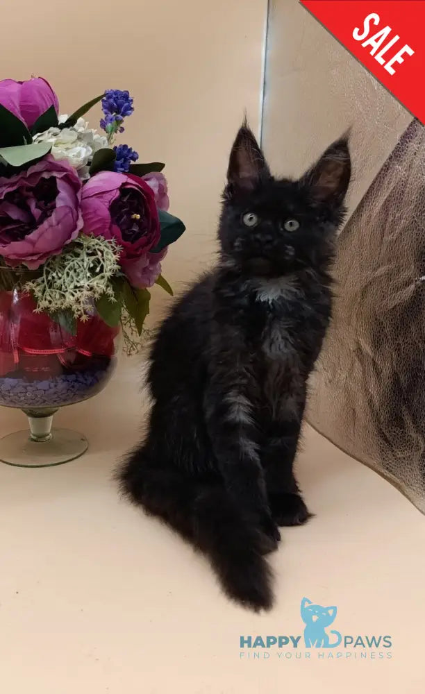 Isabelle Maine Coon female black silver - live animals