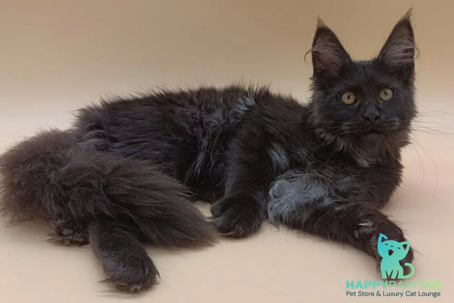 Isabelle Maine Coon female black silver - live animals