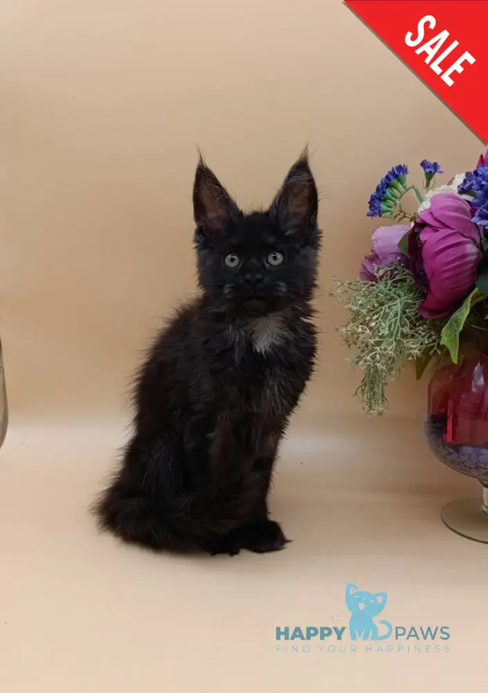 Isabelle Maine Coon female black silver - live animals