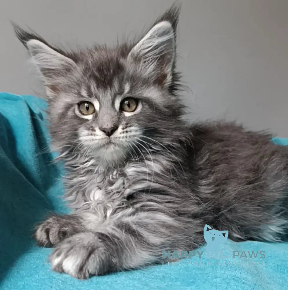 Isadora Maine Coon female blue silver tabby live animals