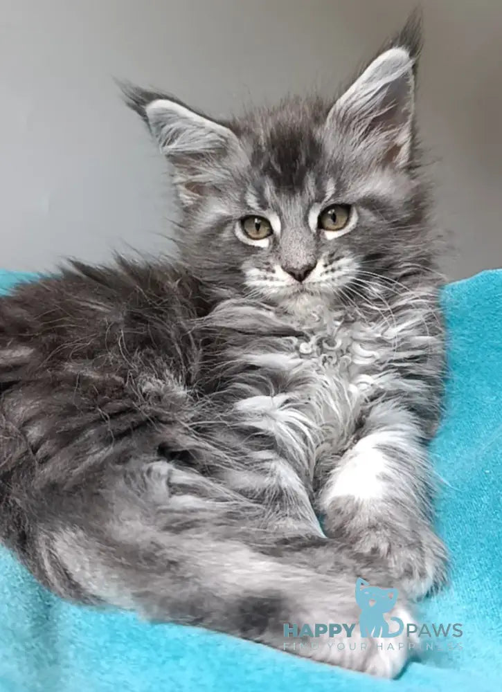 Isadora Maine Coon female blue silver tabby live animals