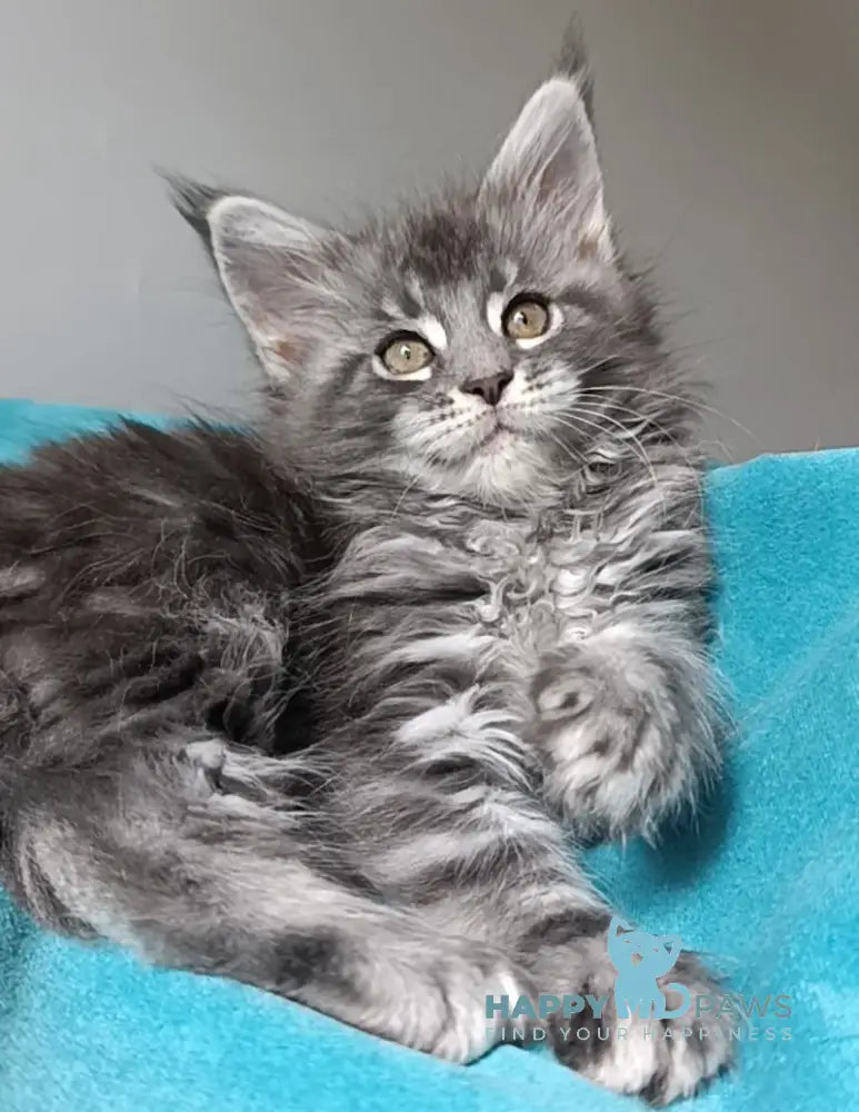 Isadora Maine Coon female blue silver tabby live animals