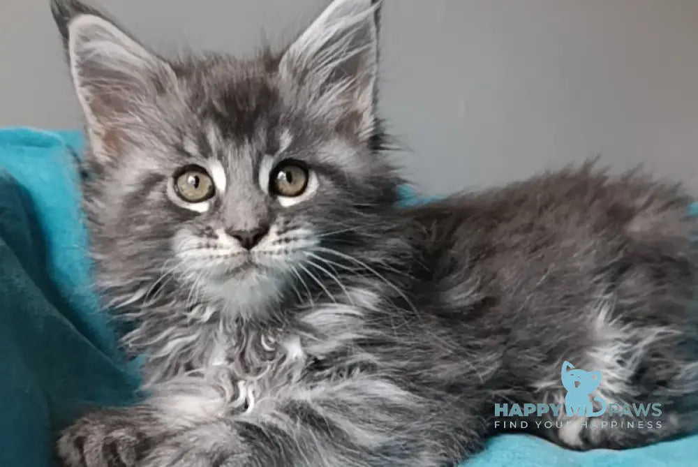 Isadora Maine Coon female blue silver tabby live animals