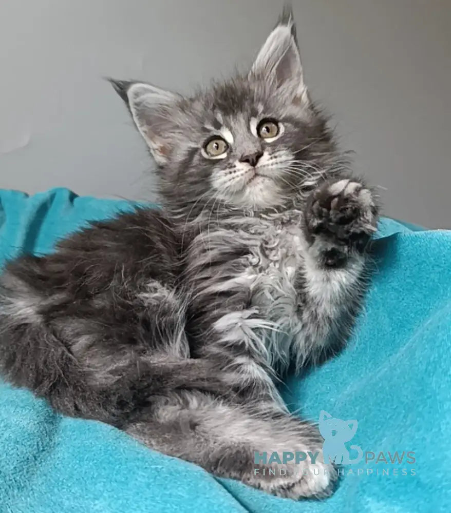 Isadora Maine Coon female blue silver tabby live animals