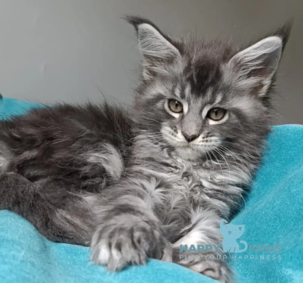 Isadora Maine Coon female blue silver tabby live animals