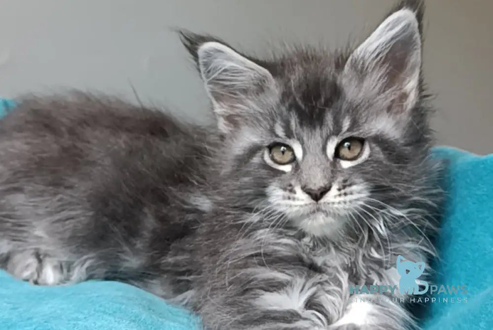 Isadora Maine Coon female blue silver tabby live animals