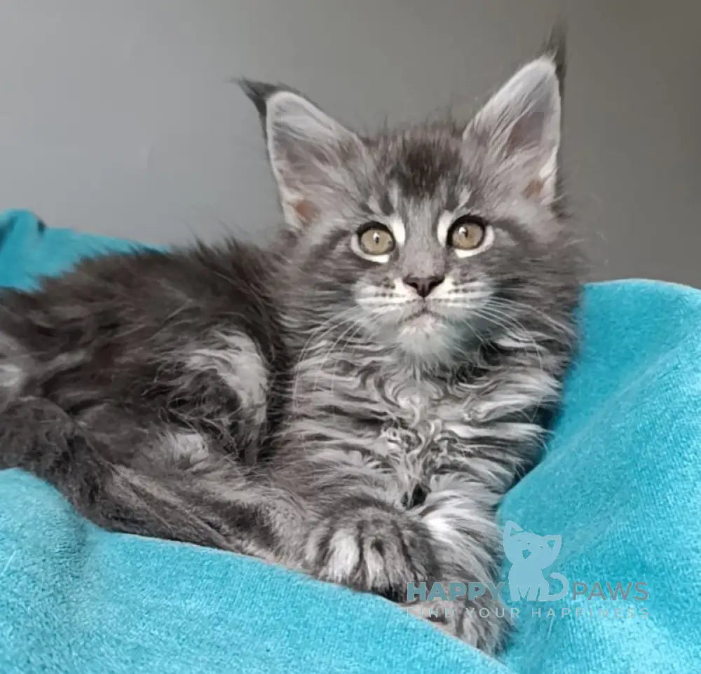Isadora Maine Coon female blue silver tabby live animals