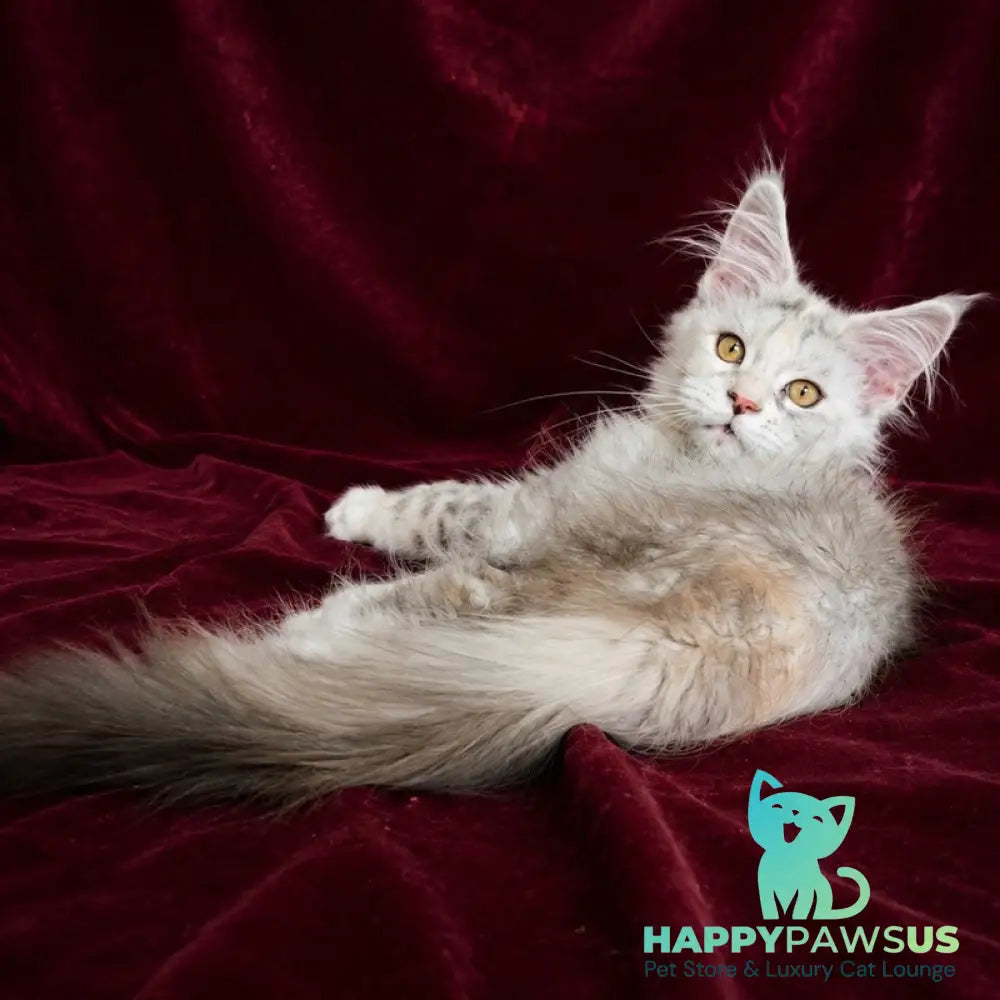 Ise Lilly Maine Coon female black tortie silver ticked tabby - live animals