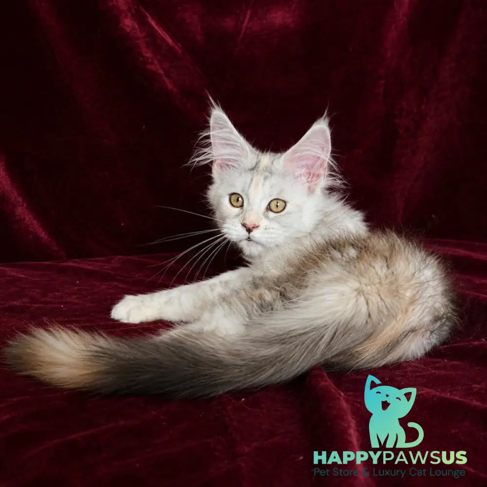 Ise Lilly Maine Coon female black tortie silver ticked tabby - live animals