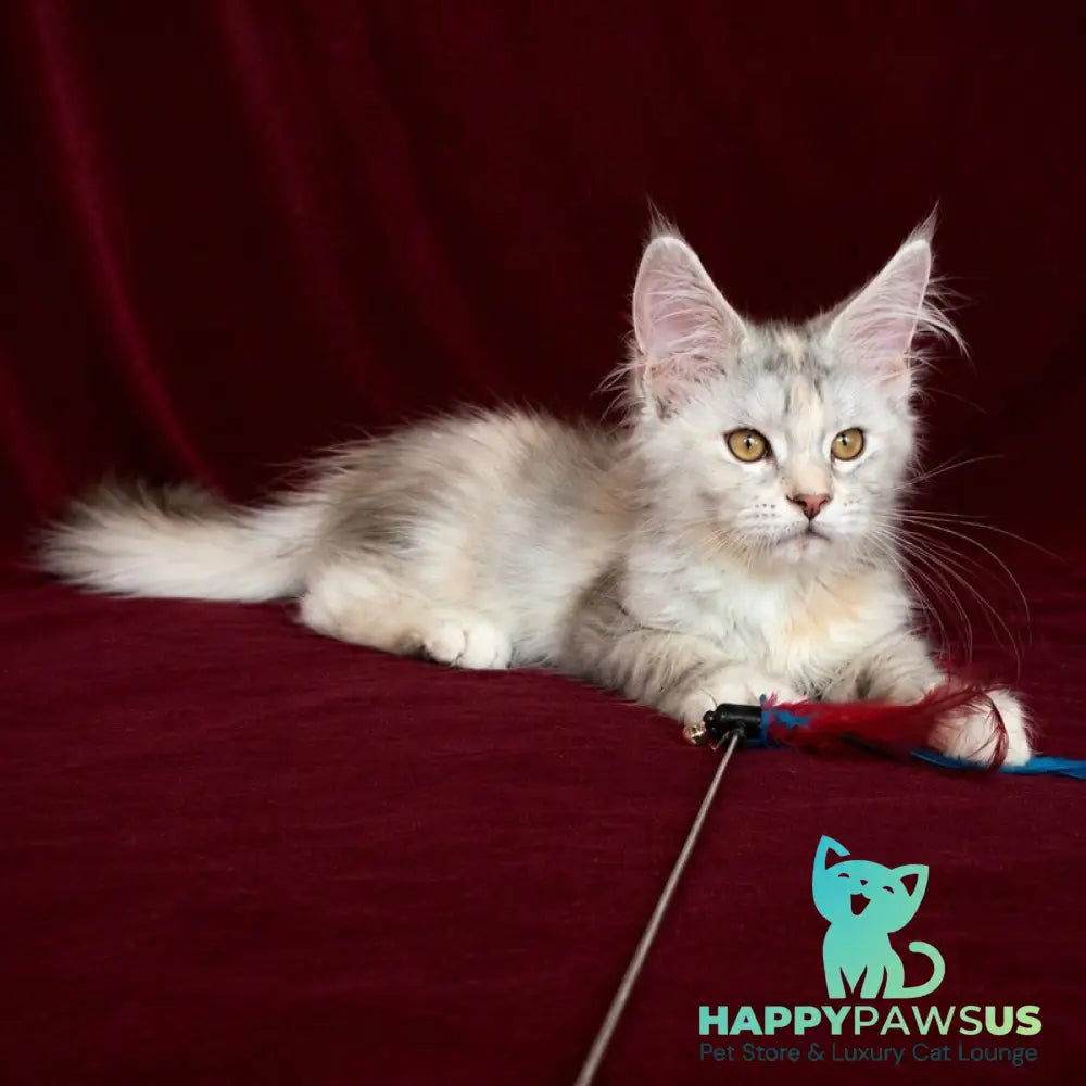 Ise Lilly Maine Coon female black tortie silver ticked tabby - live animals