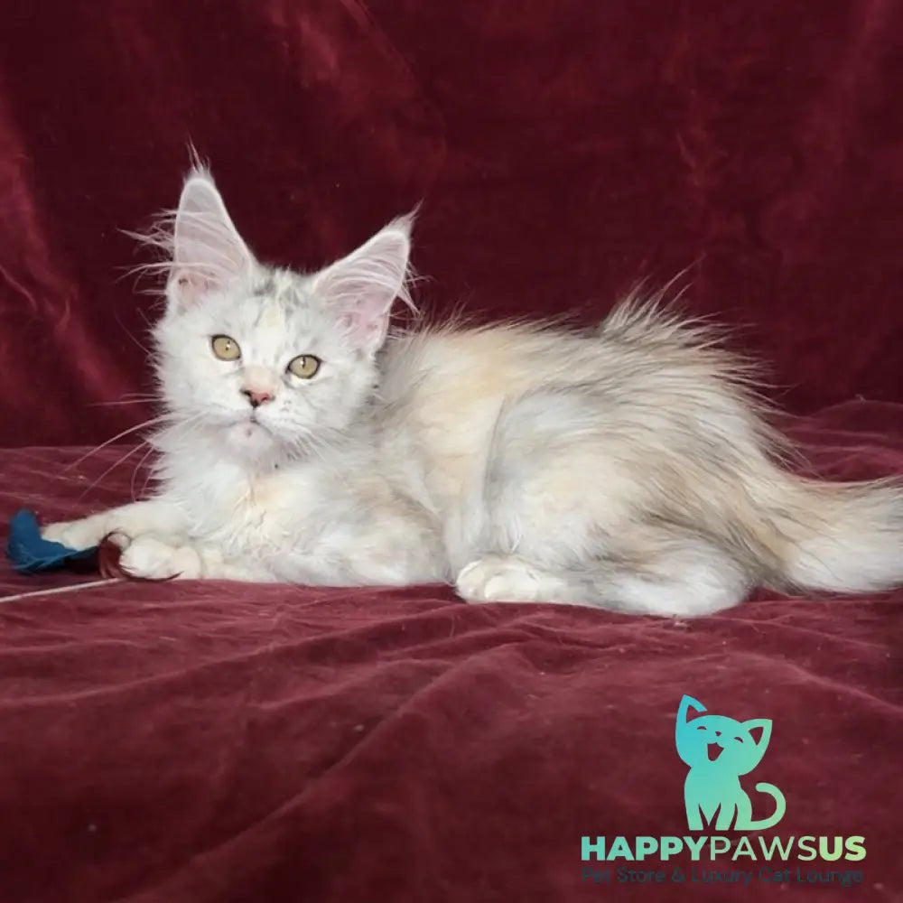 Ise Lilly Maine Coon female black tortie silver ticked tabby - live animals