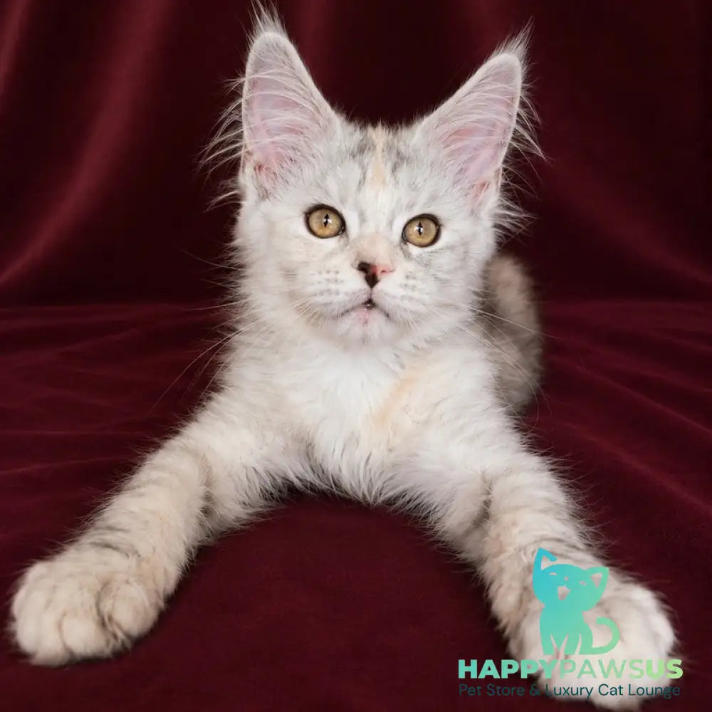 Ise Lilly Maine Coon female black tortie silver ticked tabby - live animals