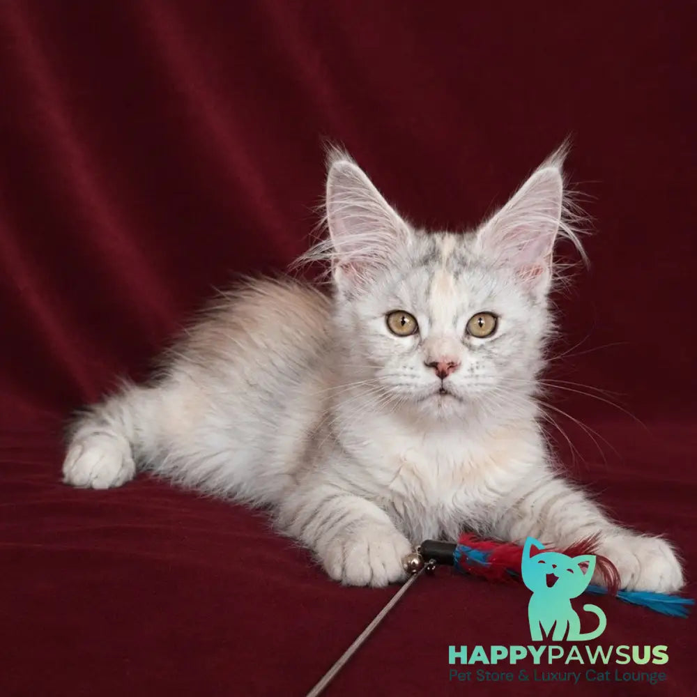 Ise Lilly Maine Coon female black tortie silver ticked tabby - live animals