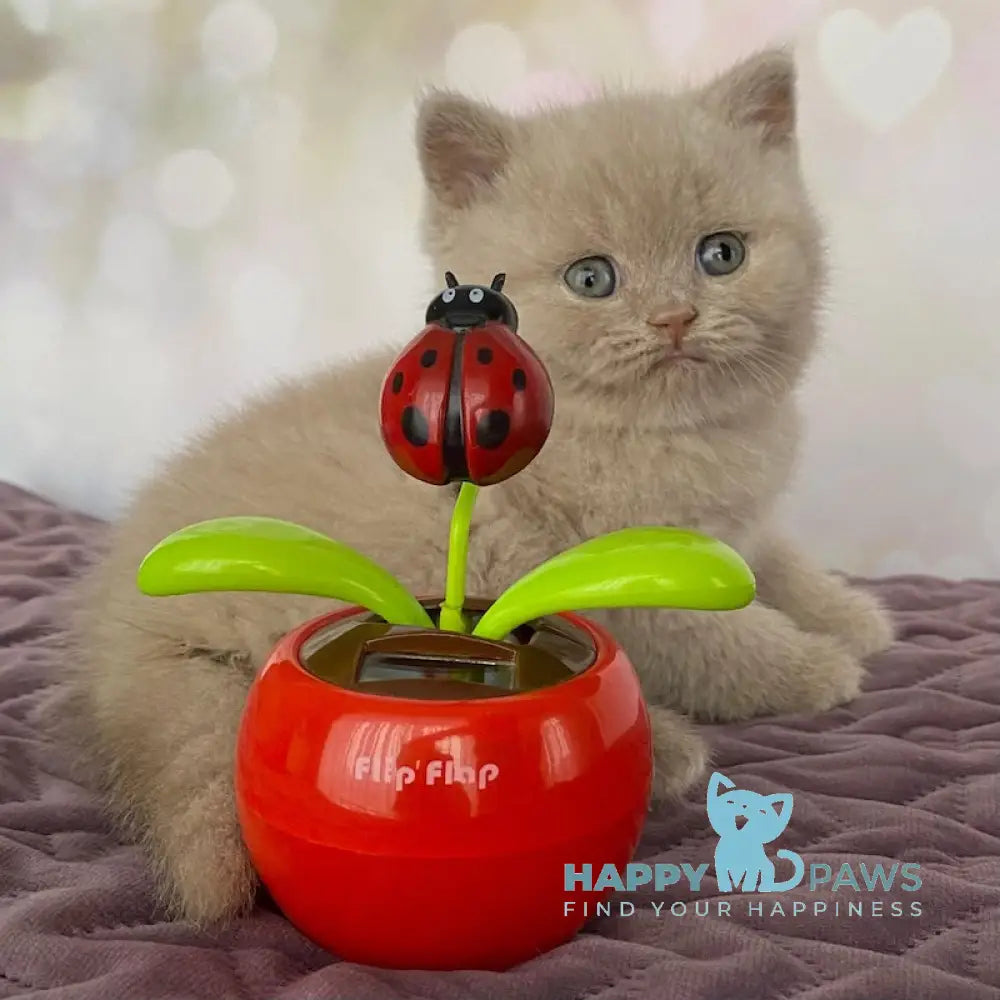 Iseberg British Shorthair male fawn live animals