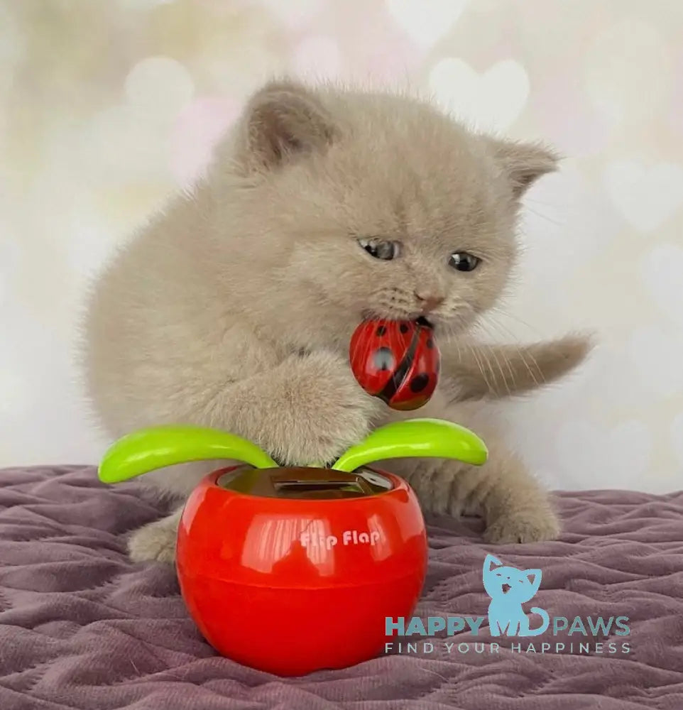 Iseberg British Shorthair male fawn live animals