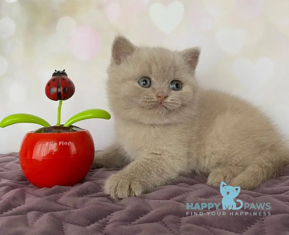Iseberg British Shorthair male fawn live animals