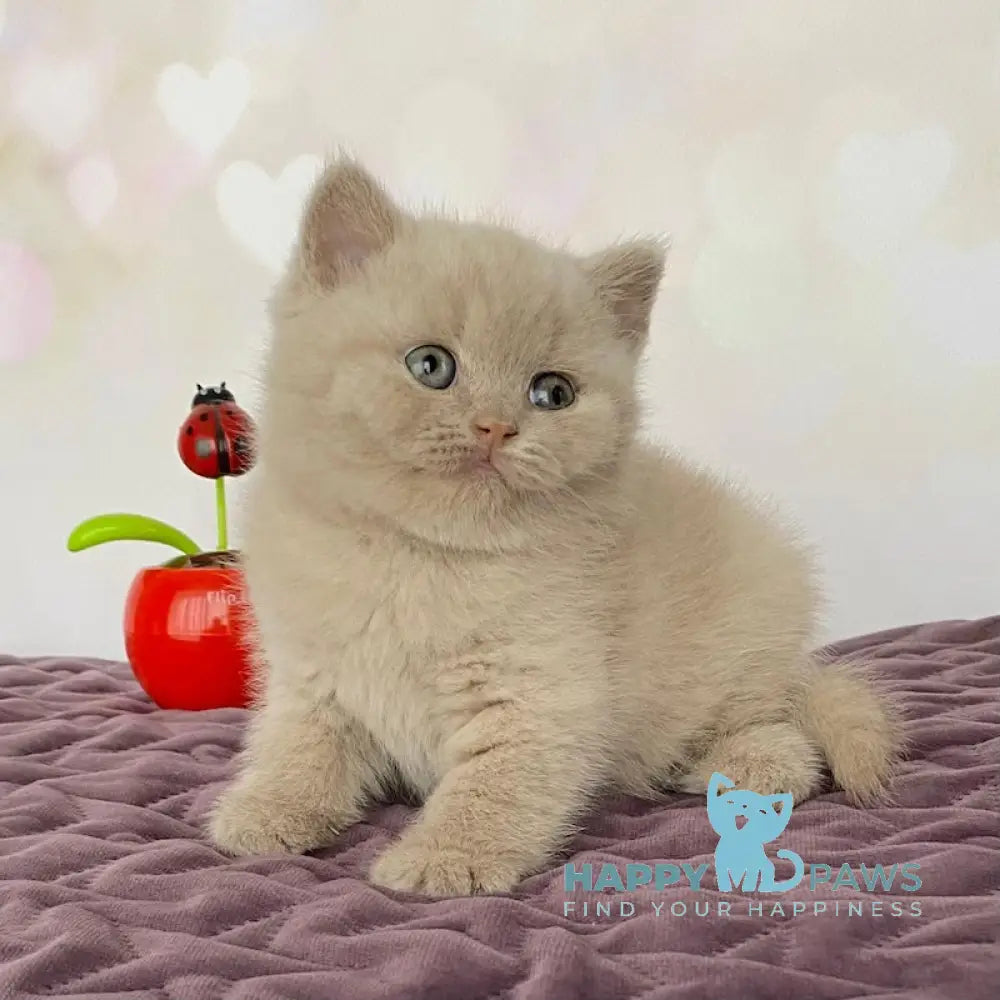 Iseberg British Shorthair male fawn live animals