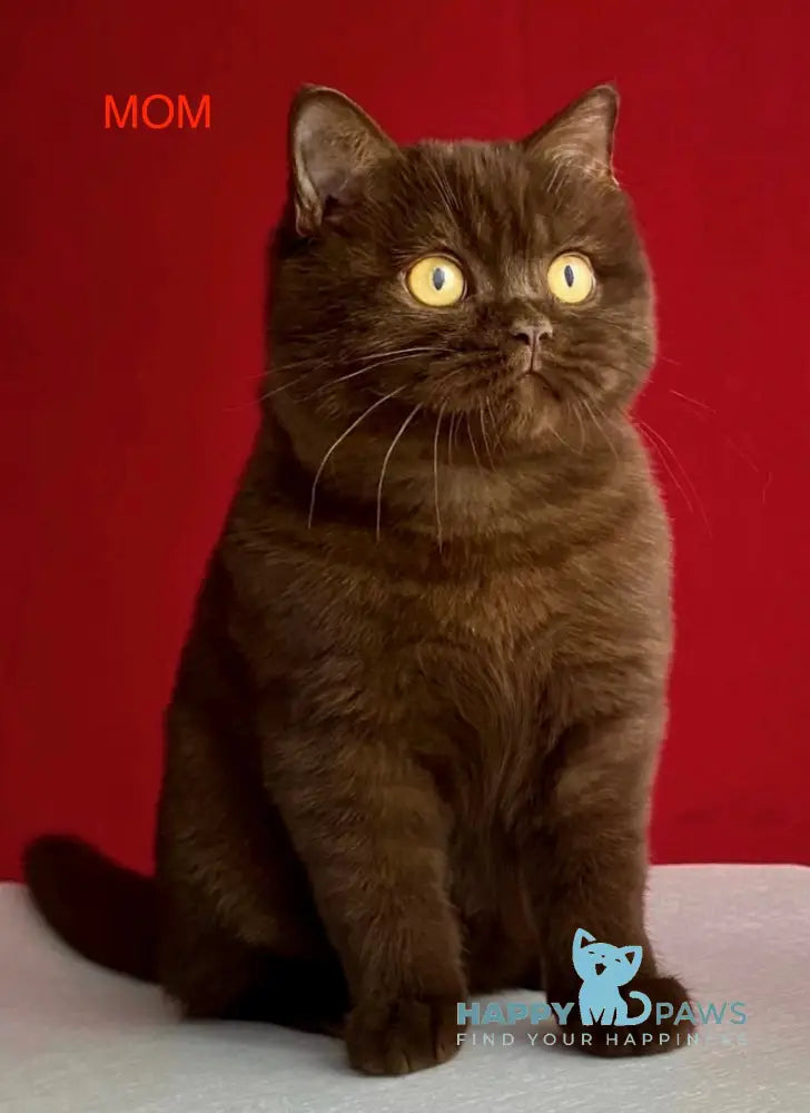Iseberg British Shorthair male fawn live animals