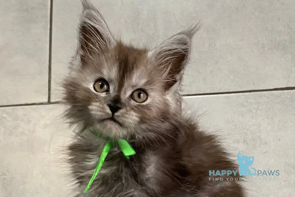 Ishim Maine Coon polydactyl male black silver live animals