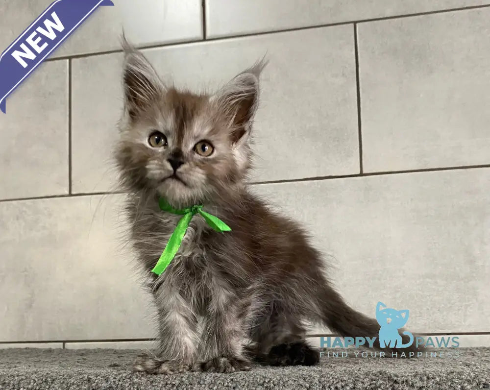 Ishim Maine Coon polydactyl male black silver live animals