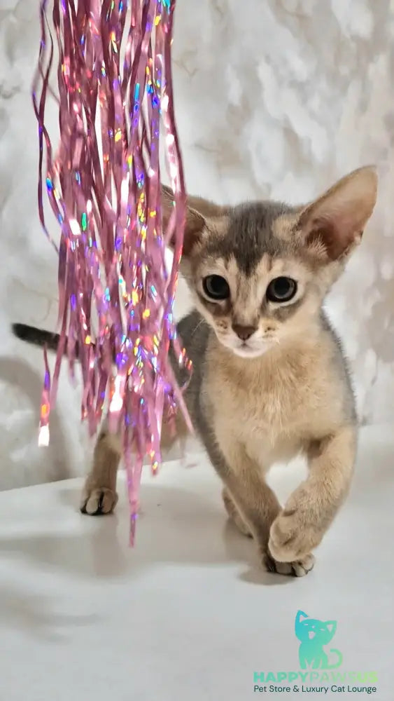 Isida Abyssinian female cinnamon - live animals
