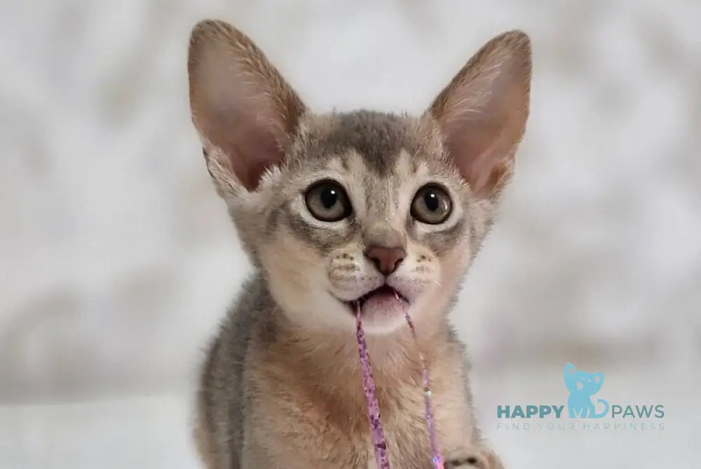 Isida Abyssinian female cinnamon - live animals